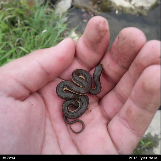 Queensnake