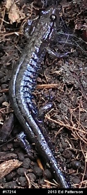 Allegheny Mountain Dusky Salamander