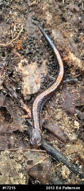 Eastern Red-backed  Salamander