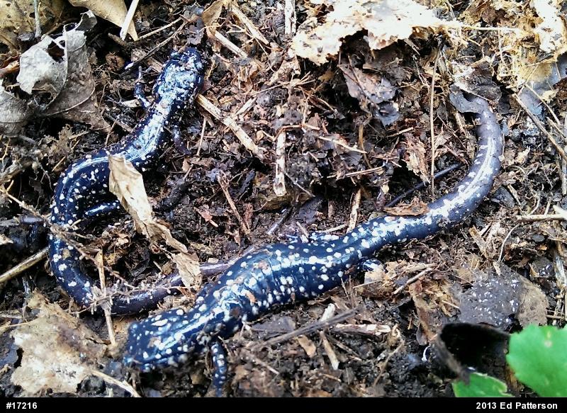 Northern Slimy Salamander