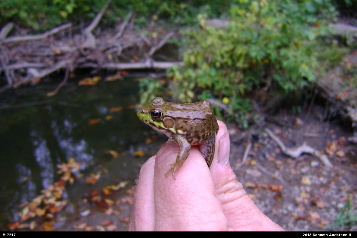 Green Frog