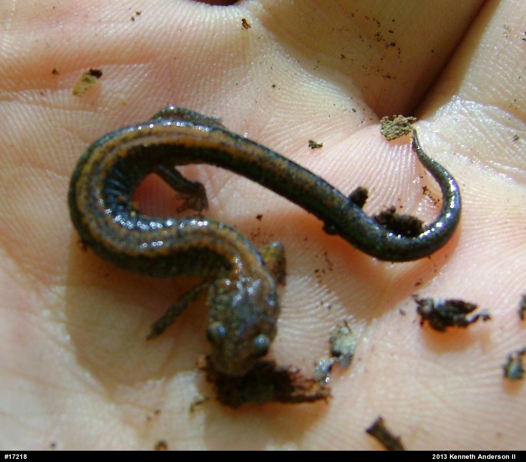 Eastern Red-backed  Salamander