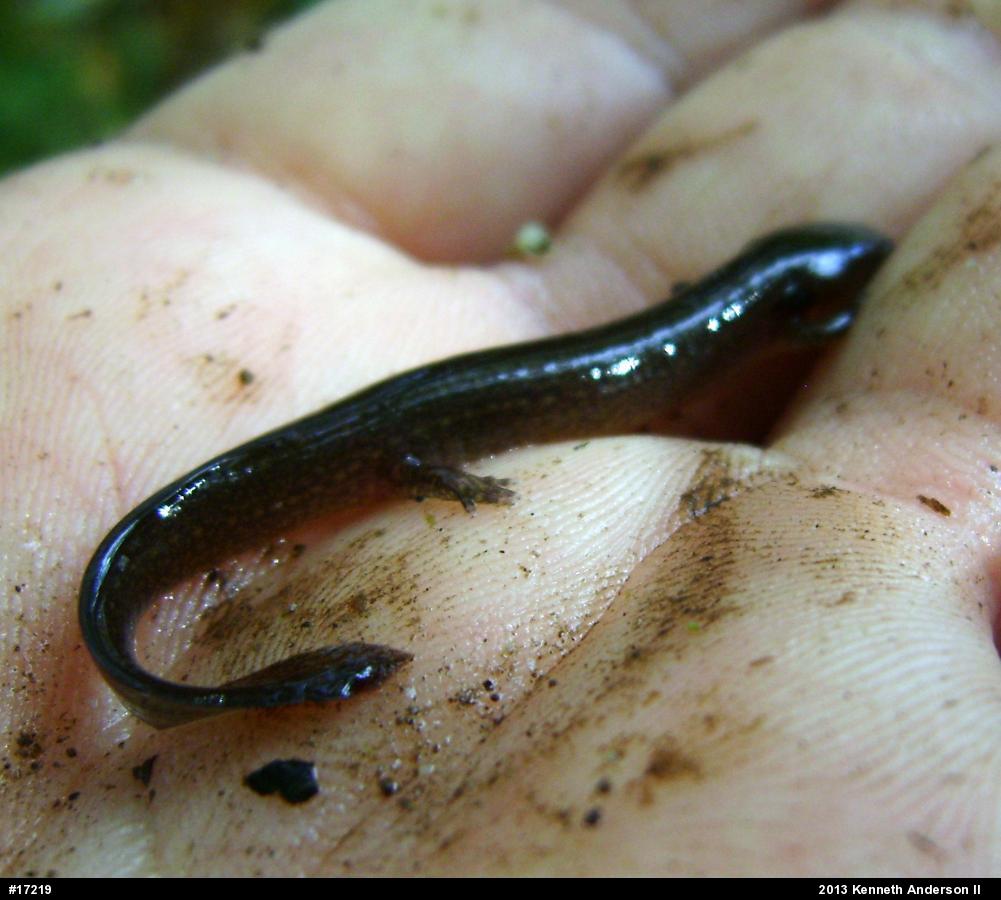 Northern Spring Salamander