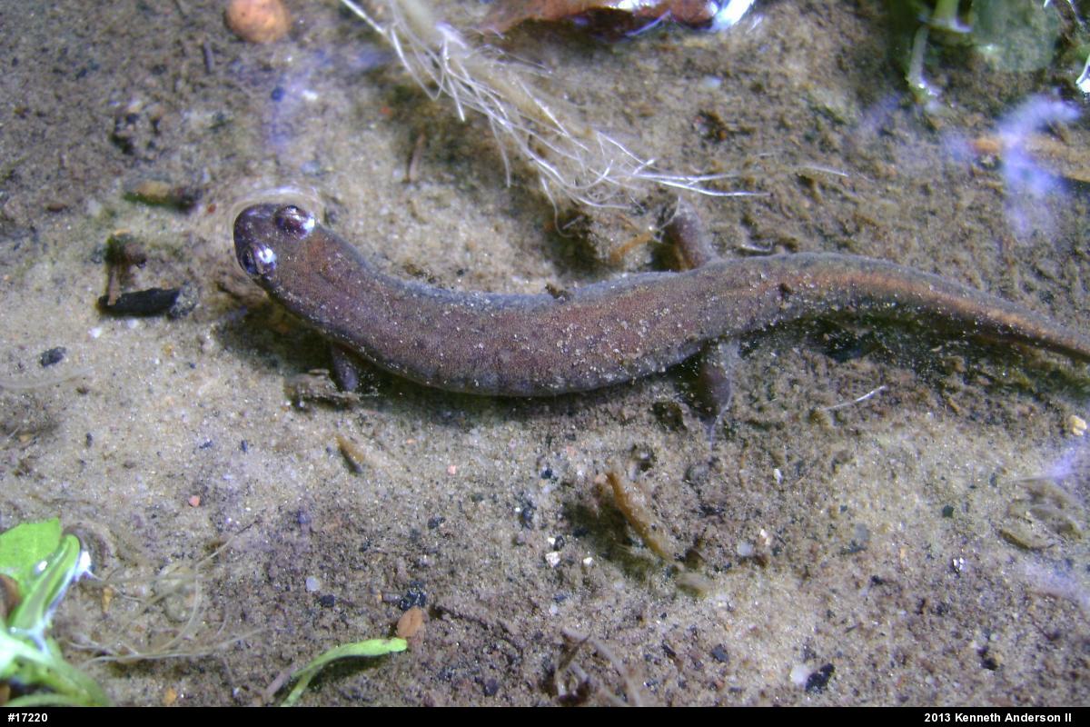 Northern Dusky Salamander