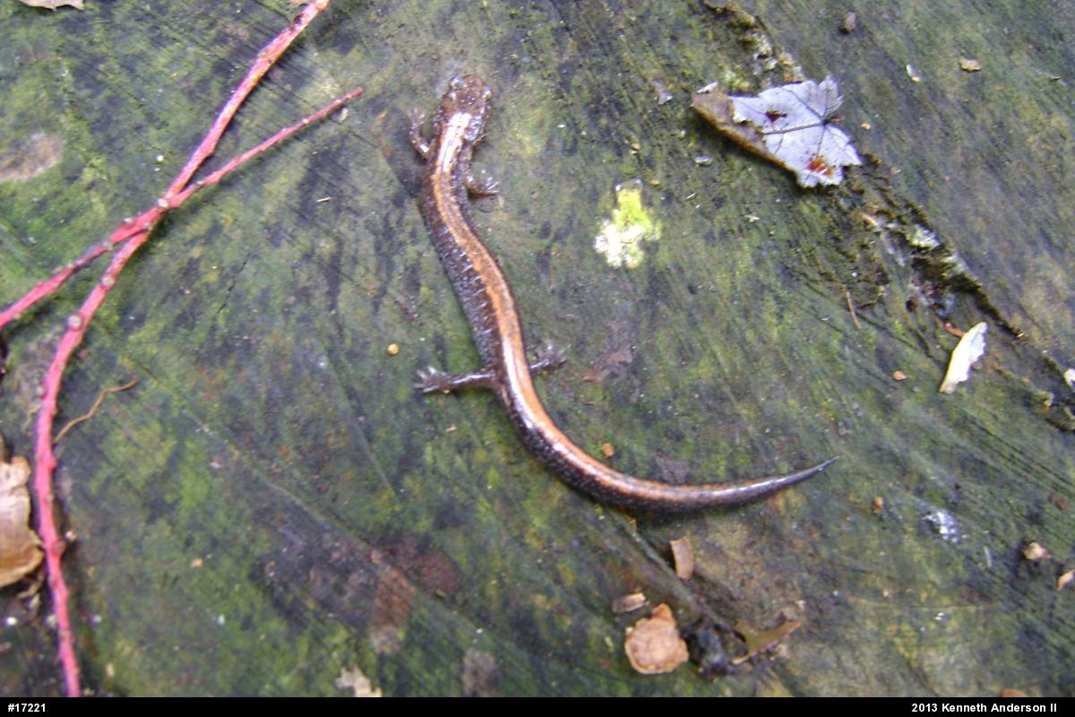 Eastern Red-backed  Salamander