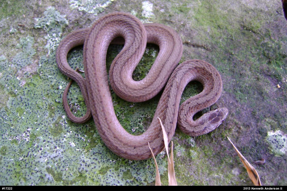 Dekay's Brownsnake