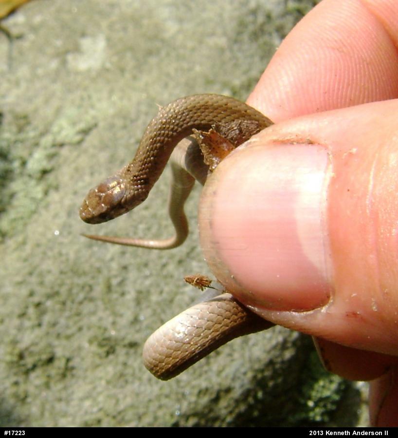 Dekay's Brownsnake