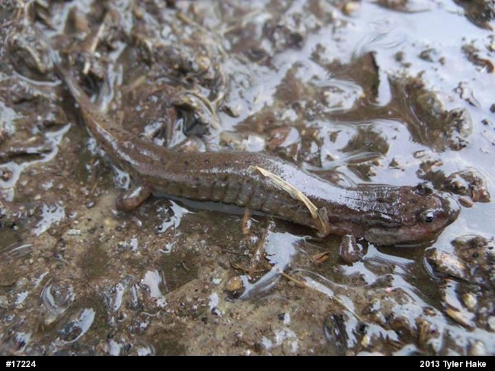 Northern Dusky Salamander