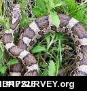 Eastern Milksnake