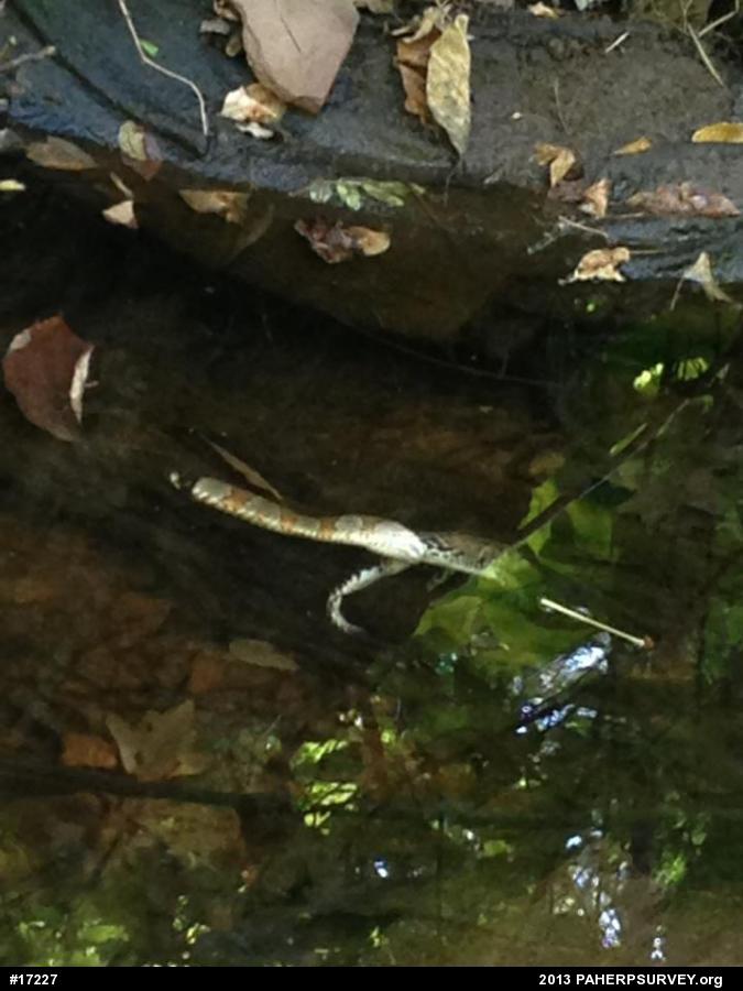 Northern Watersnake
