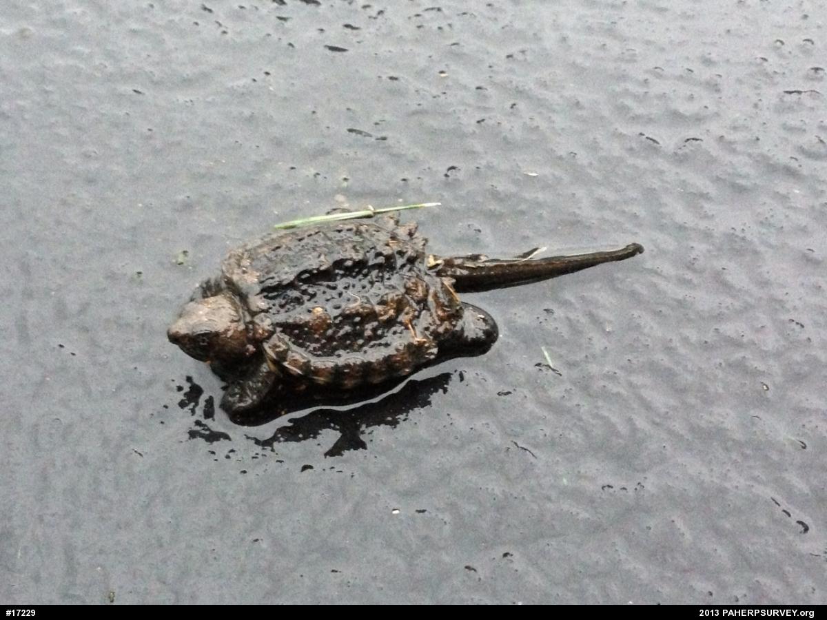 Snapping Turtle