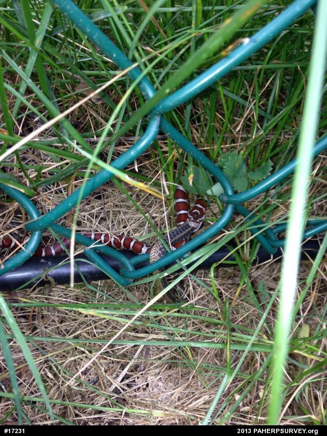 Eastern Gartersnake