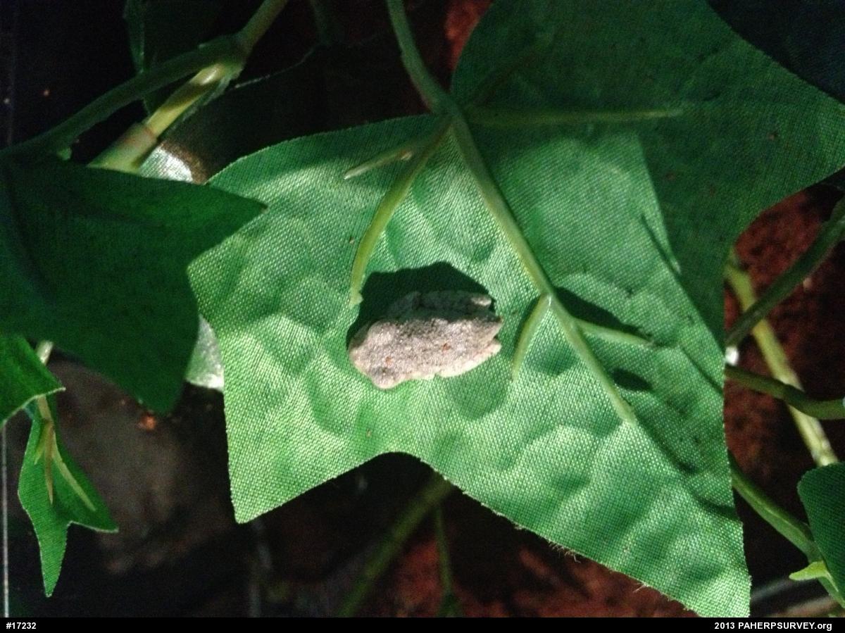 Gray Treefrog