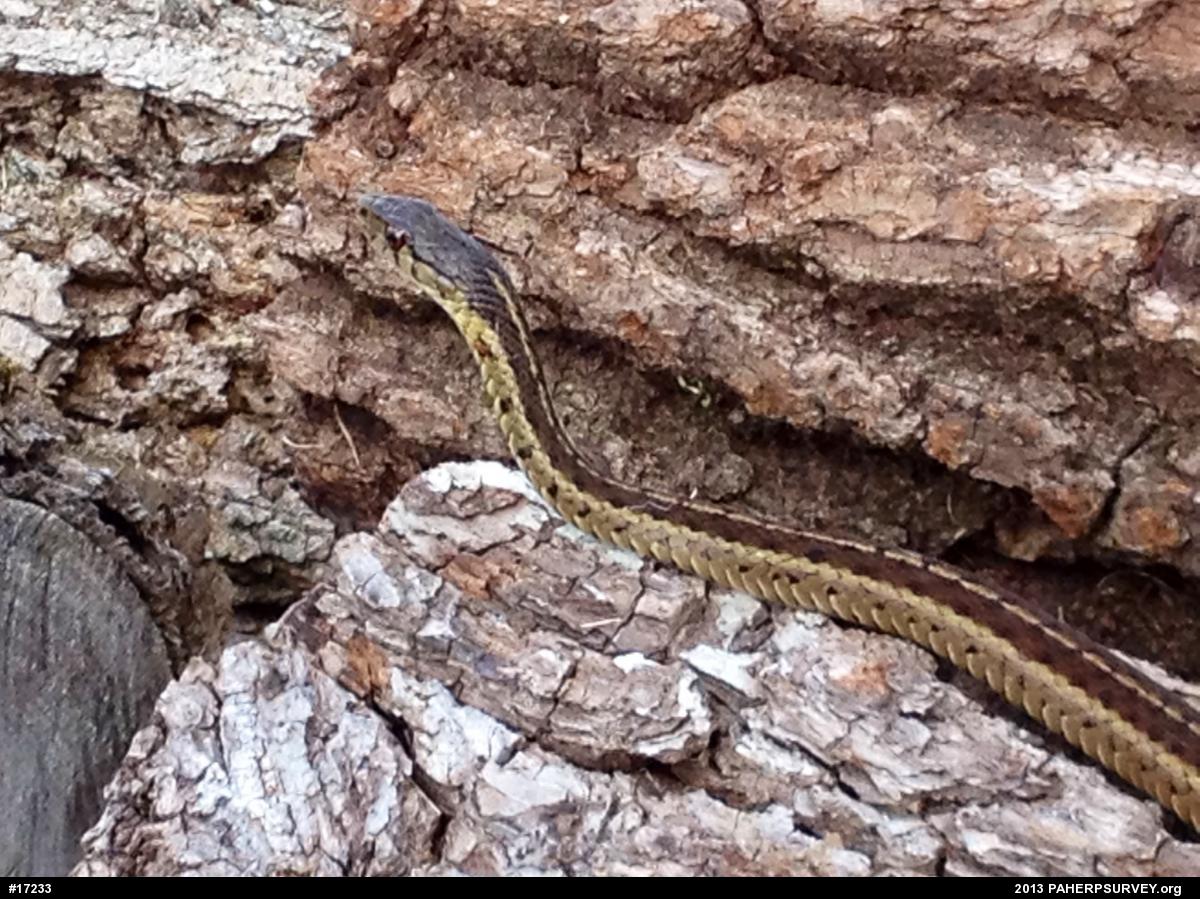 Eastern Gartersnake