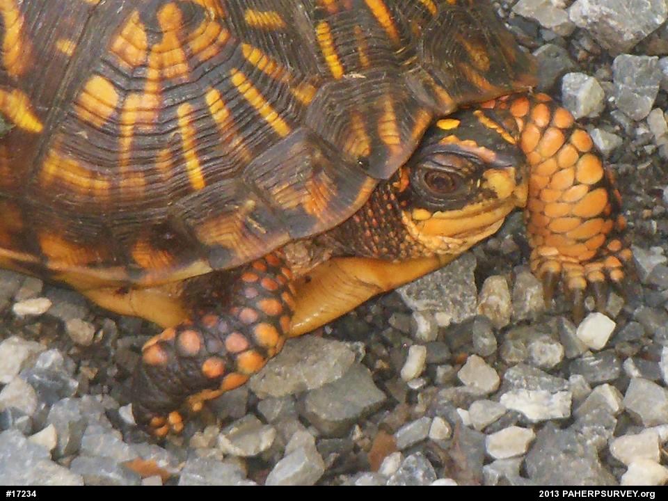 Eastern Box Turtle