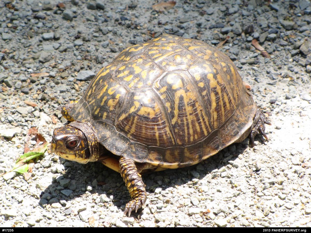 Eastern Box Turtle