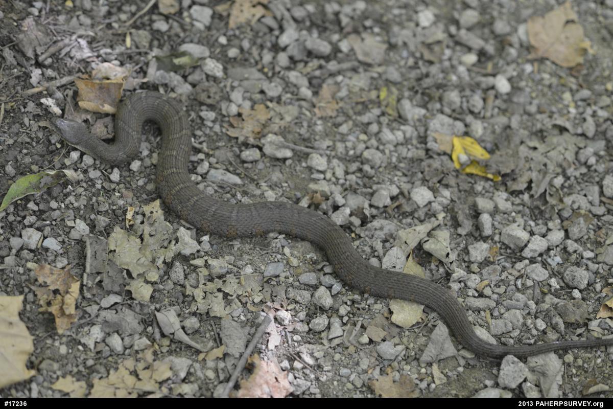 Northern Watersnake
