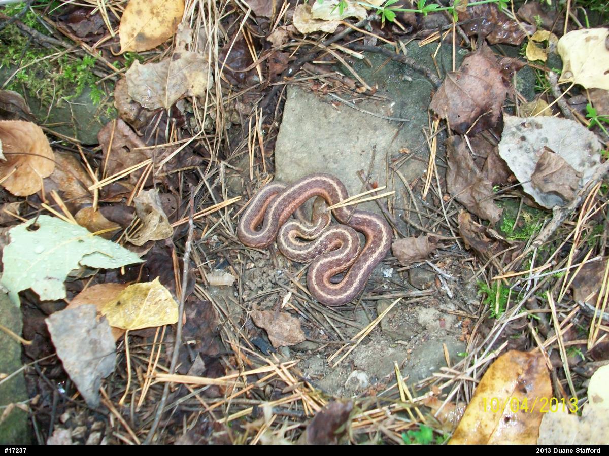 Eastern Gartersnake