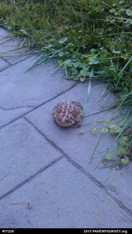 Eastern American Toad