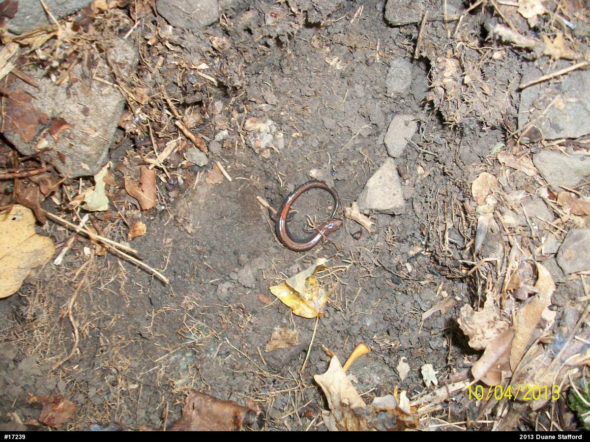 Eastern Red-backed  Salamander