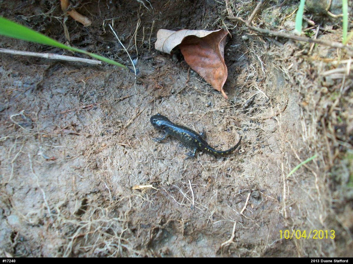 Spotted Salamander