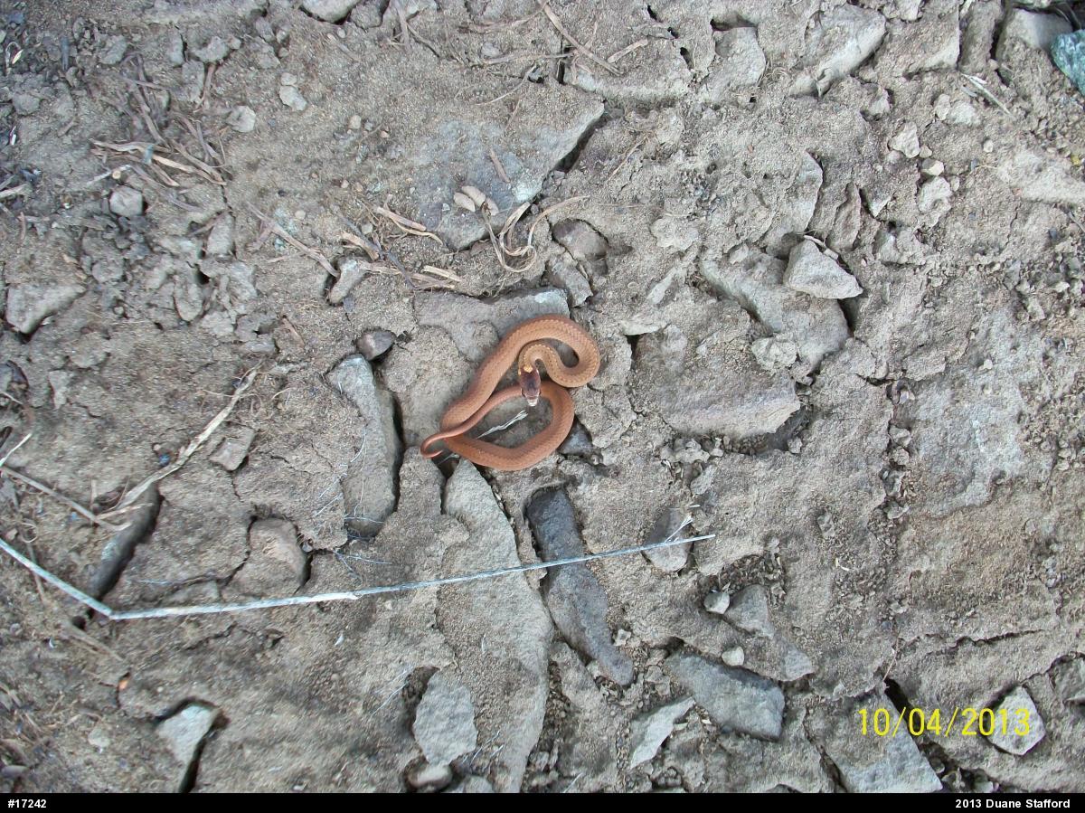 Red-bellied Snake