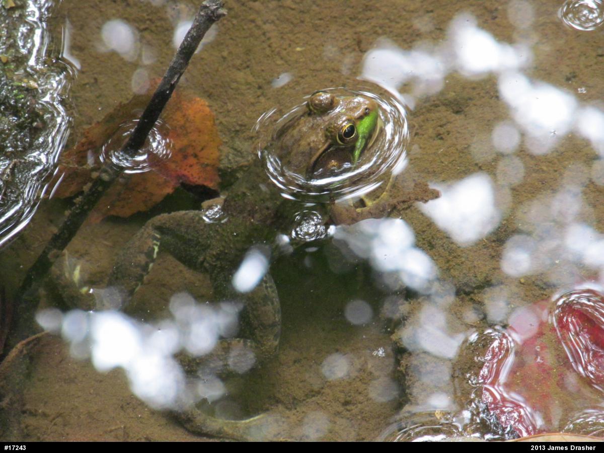 Green Frog
