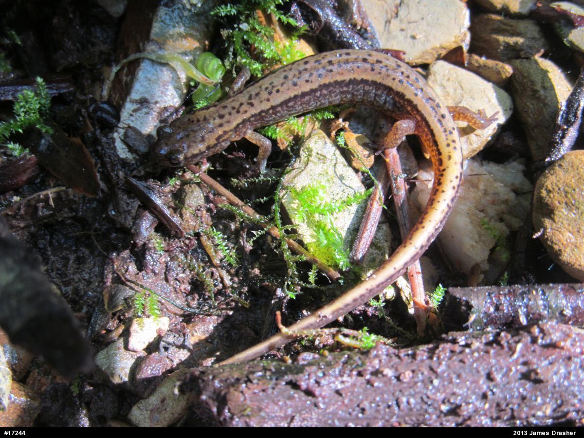 Northern Two-lined Salamander