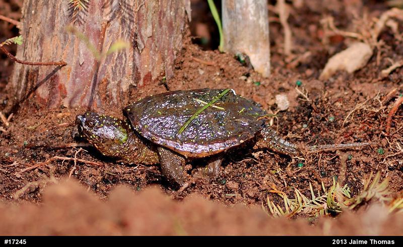 Snapping Turtle