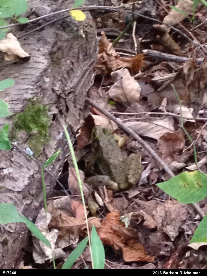 Green Frog