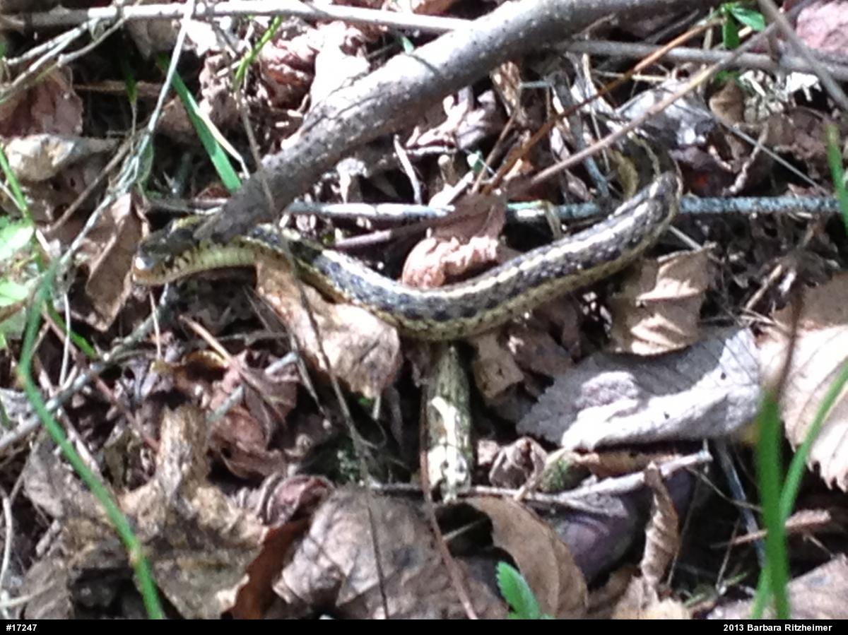 Eastern Gartersnake