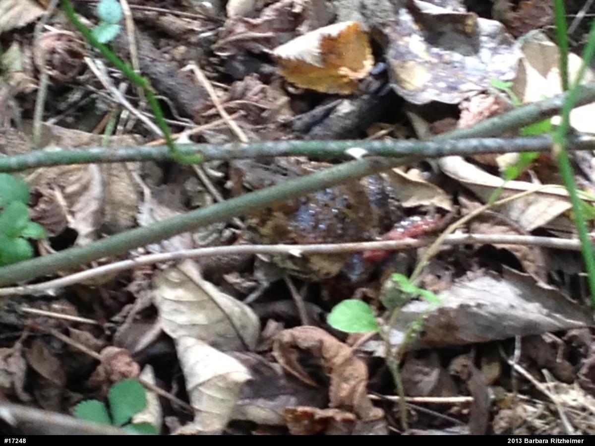 True Toads