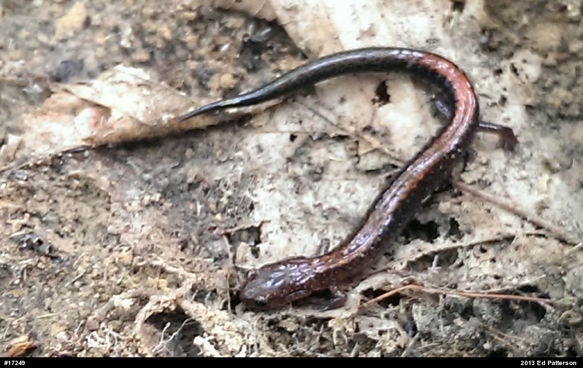 Eastern Red-backed  Salamander