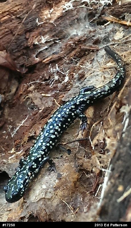 Northern Slimy Salamander