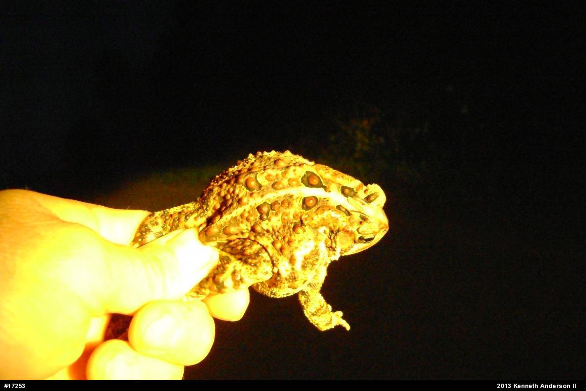 Eastern American Toad