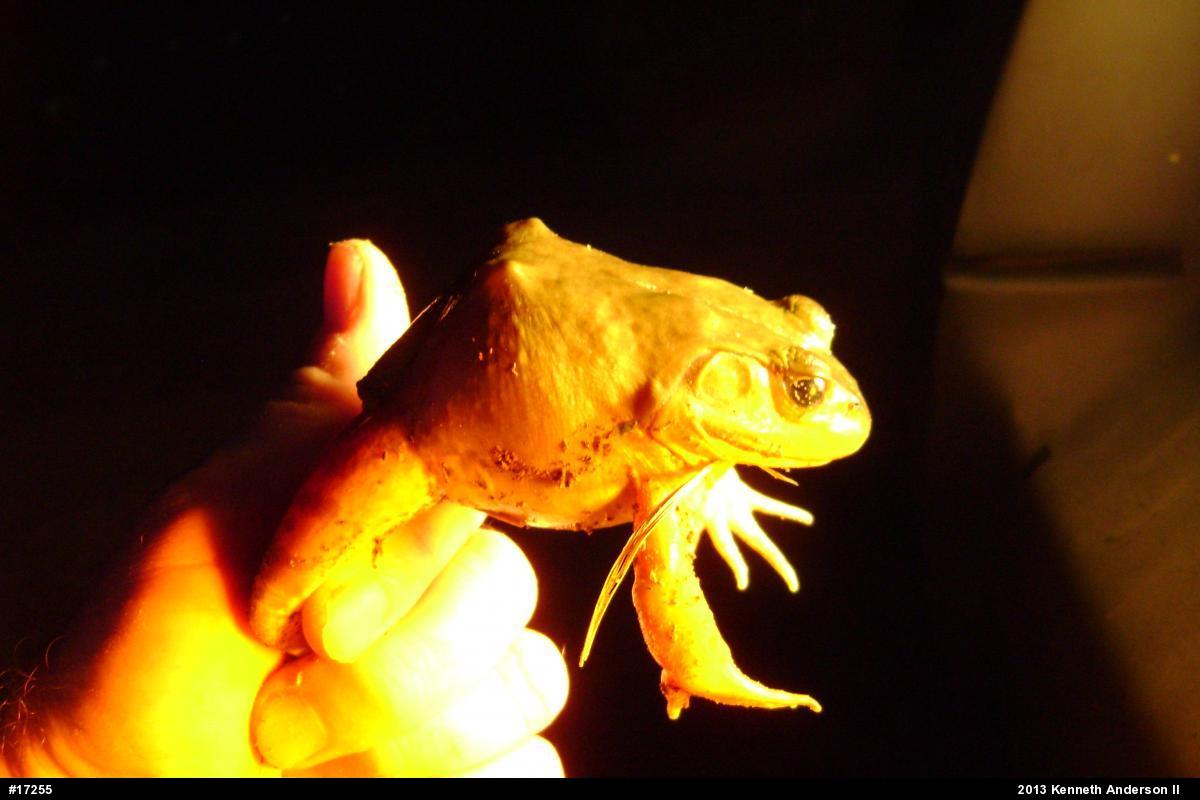 American Bullfrog