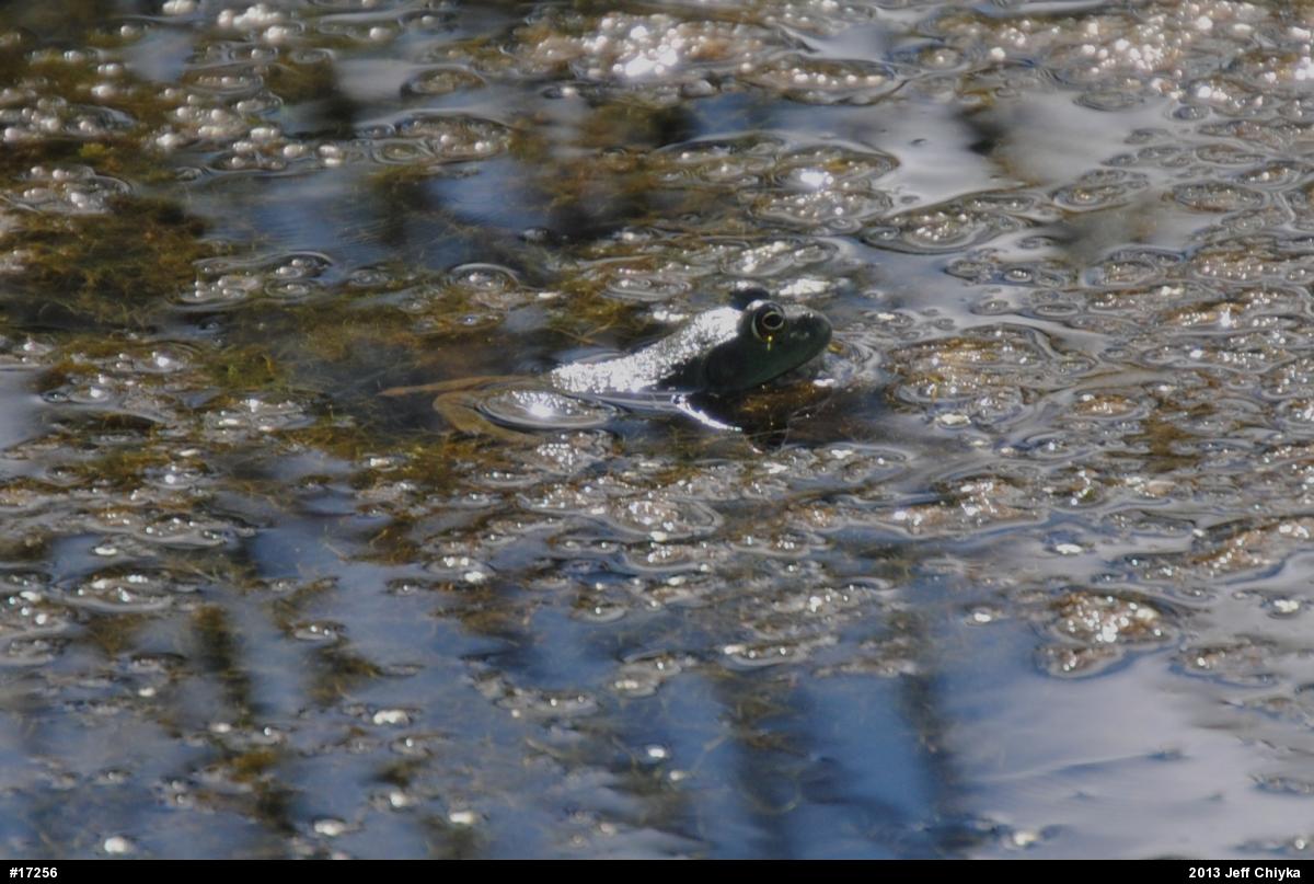 American Bullfrog