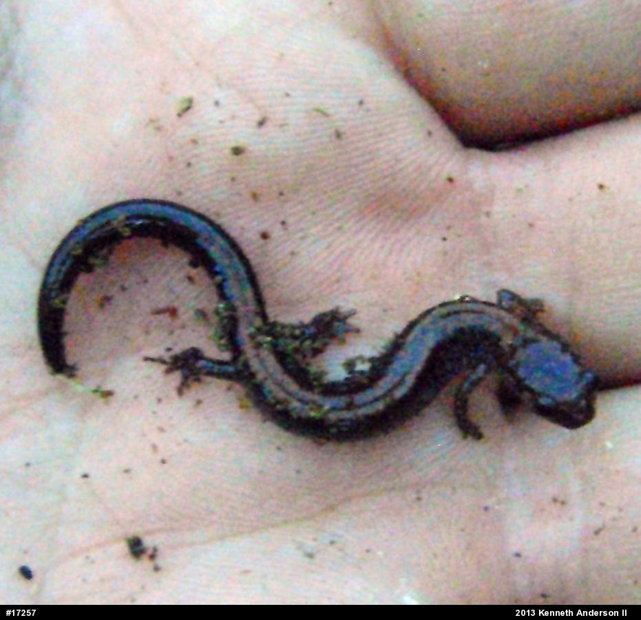 Eastern Red-backed  Salamander