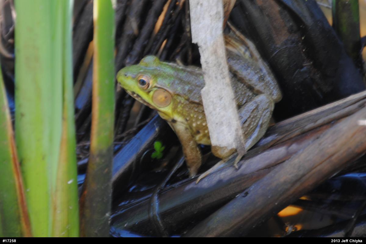 Green Frog