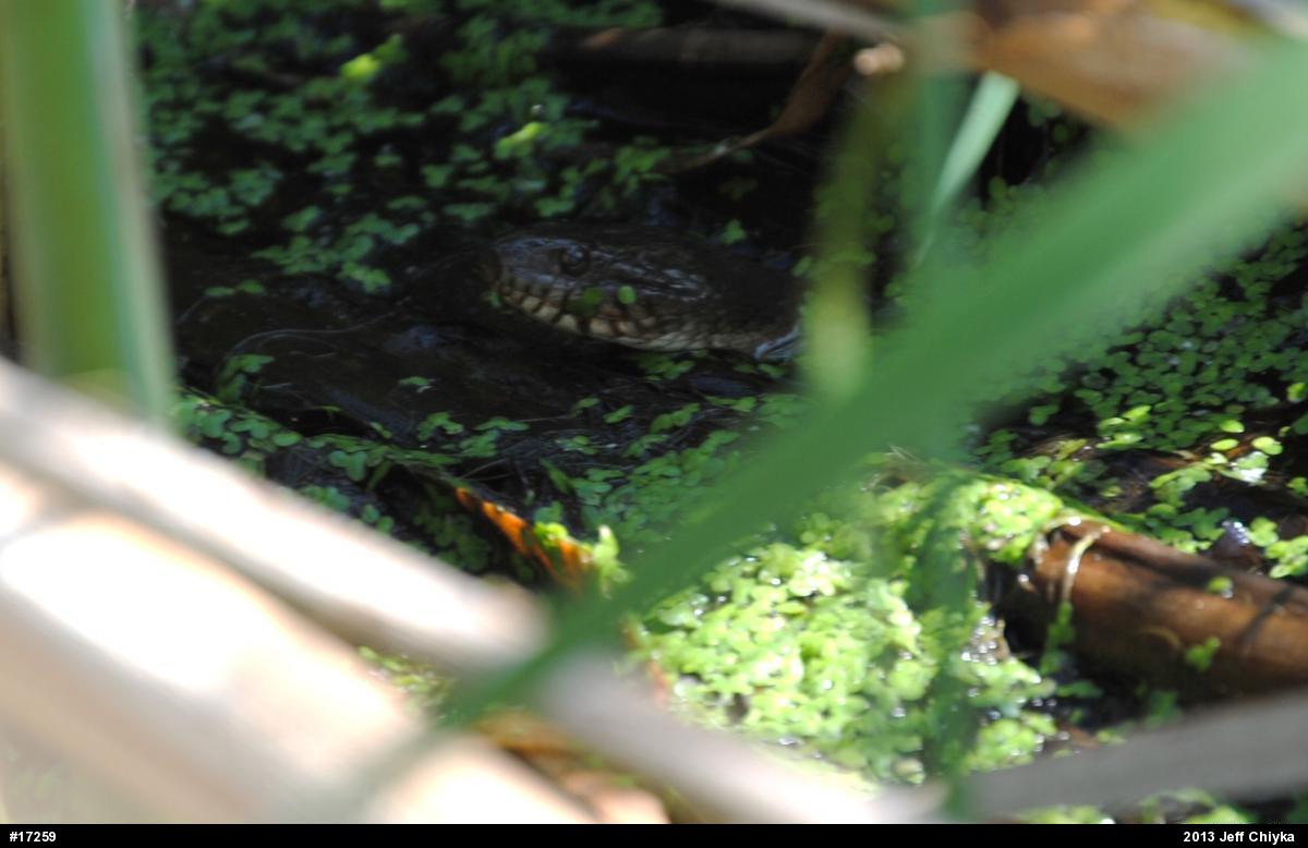 Northern Watersnake