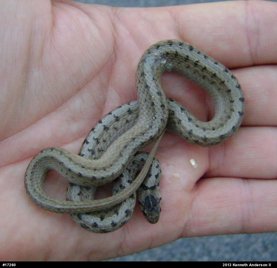 Dekay's Brownsnake