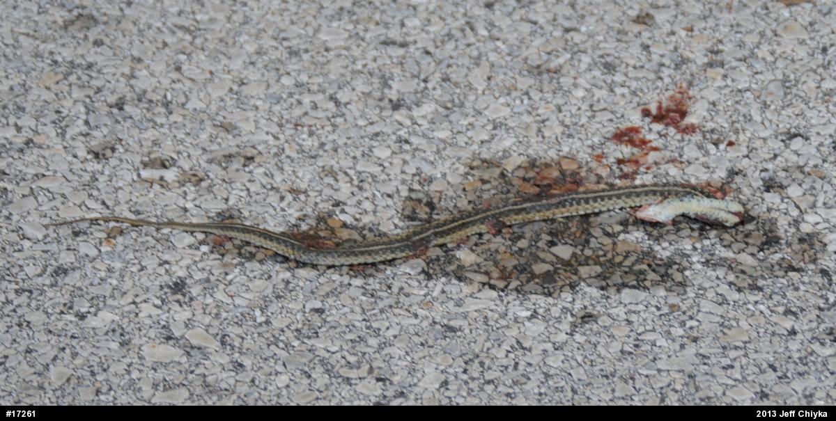 Eastern Gartersnake
