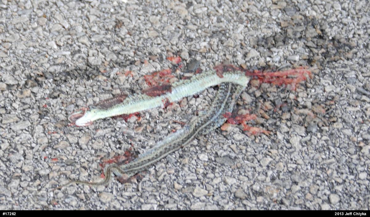 Eastern Gartersnake
