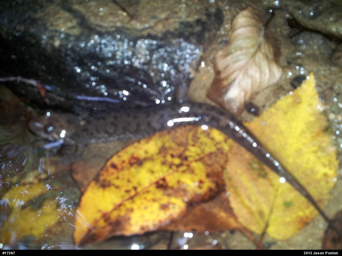 Seal Salamander