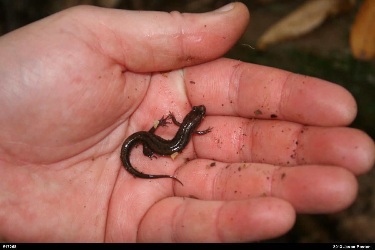 Allegheny Mountain Dusky Salamander