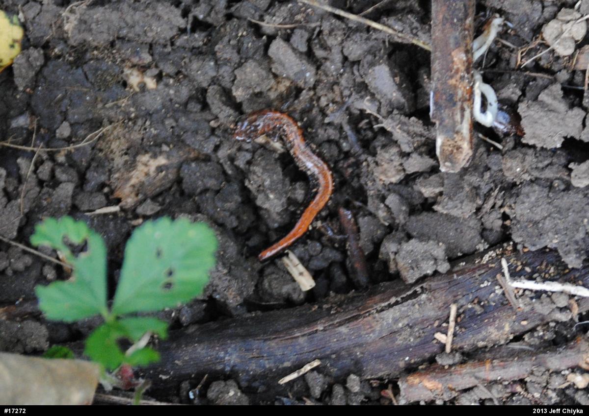 Eastern Red-backed  Salamander