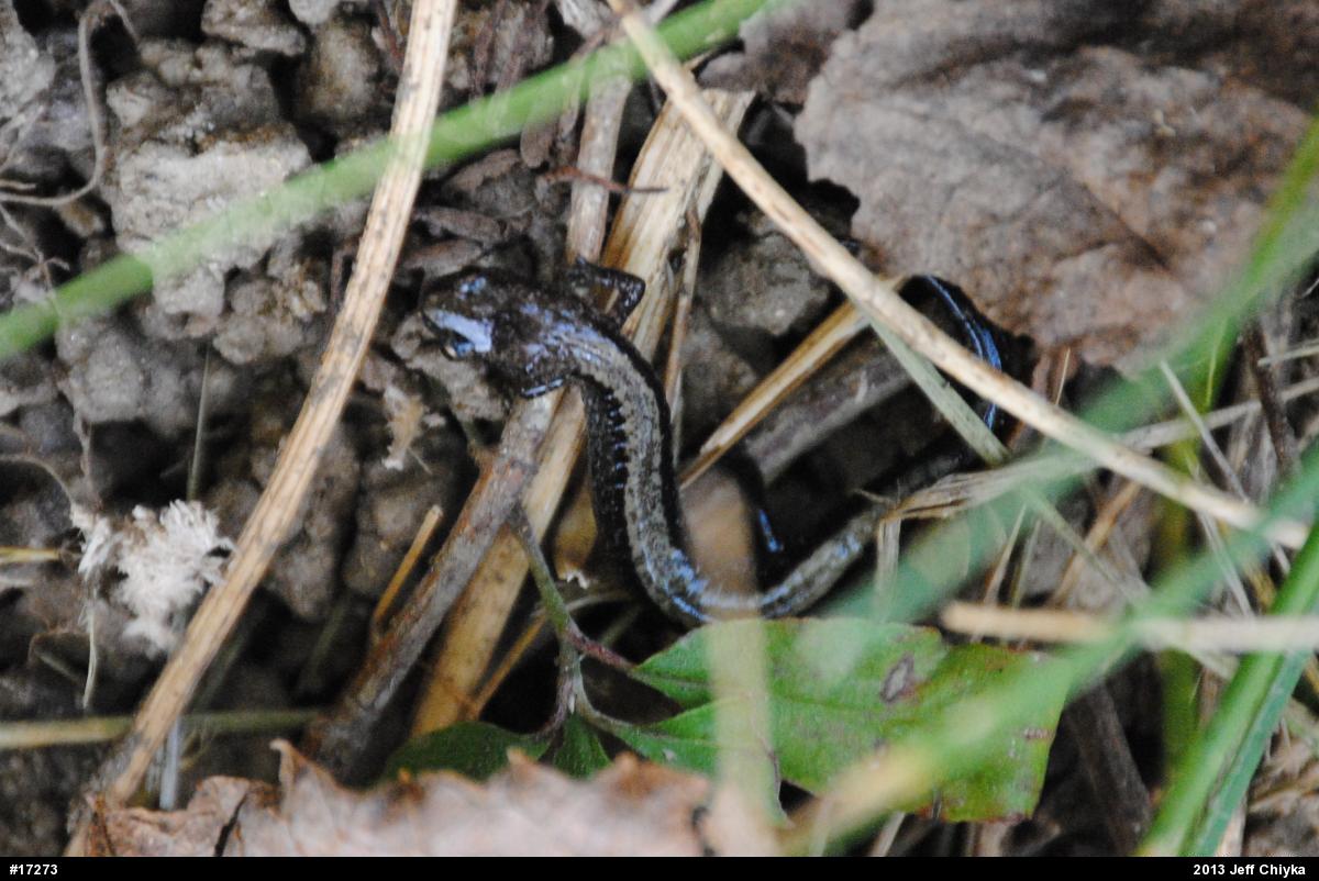 Eastern Red-backed  Salamander