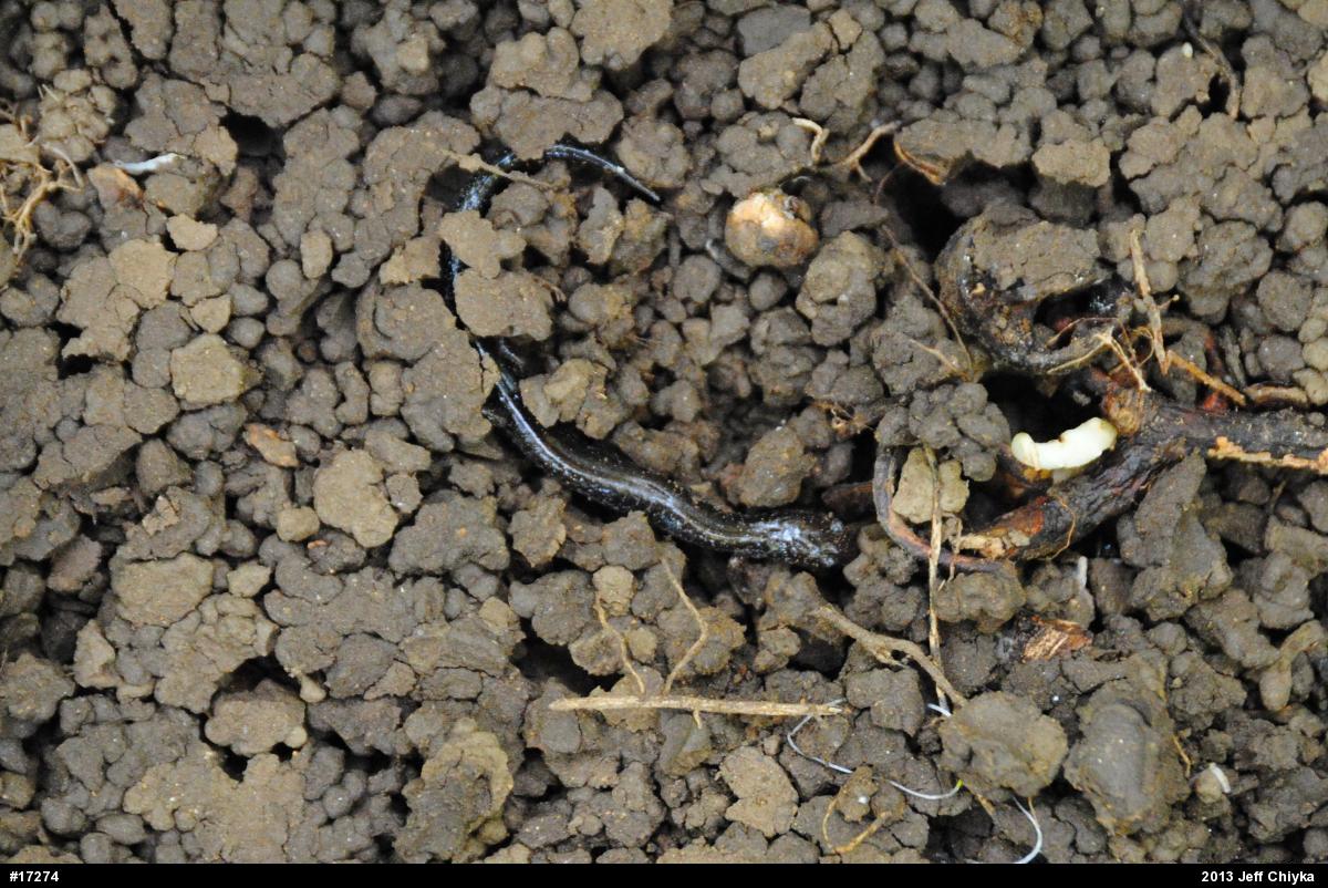 Eastern Red-backed  Salamander