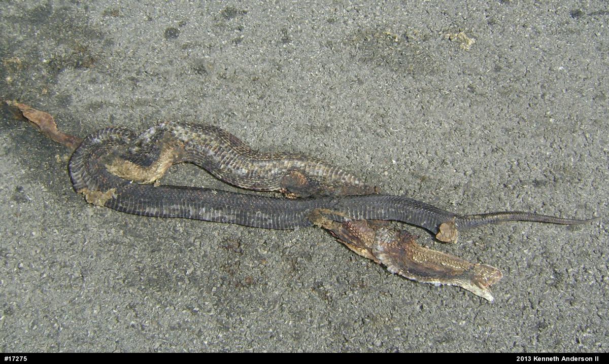 Eastern Ratsnake