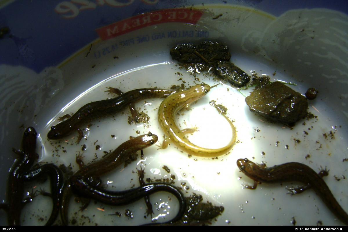 Northern Dusky Salamander